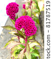 Keito的花 81787519