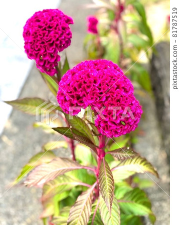 Keito的花 Keito的花 81787519
