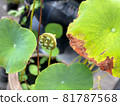 蓮花 81787568