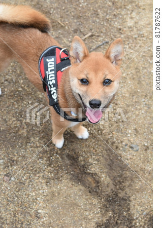 Mameshiba, 5 months old, dog run, smiling and looking at the camera 81787622