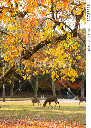 奈良公園秋葉 奈良公園秋葉 81787688