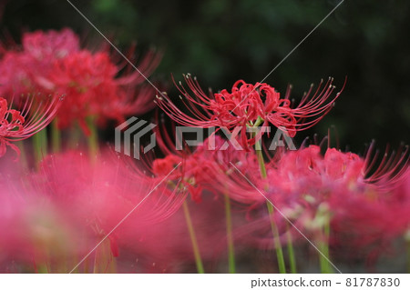 Even with a black background, the red spider lilies have a bright atmosphere. 81787830