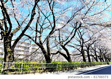 Cherry blossoms along the Shakujii River / Near Minami Tanaka Residence (Nerima-ku, Tokyo) [March 2020] 81788373