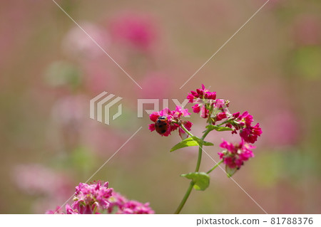 Buckwheat flower and ladybug Buckwheat flower and ladybug 81788376