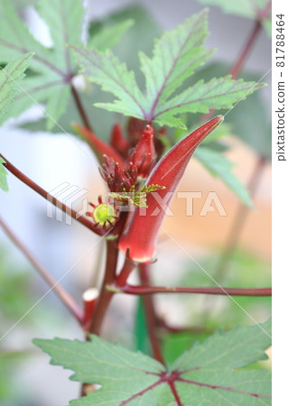 Red okra fruit Red okra fruit 81788464