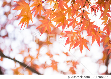 Maple trees changing color in late autumn Maple trees changing color in late autumn 81788686
