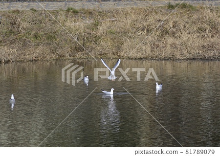 Black-headed Gull 81789079