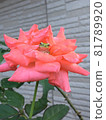 粉紅玫瑰與雨蛙-1 81789920