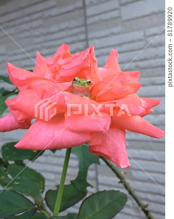 粉紅玫瑰與雨蛙-1 粉紅玫瑰與雨蛙-1 81789920