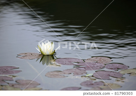 睡蓮鮮花 睡蓮鮮花 81790303