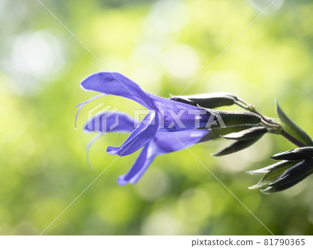 A world of colors that suits gardening [flowers and plants] 81790365