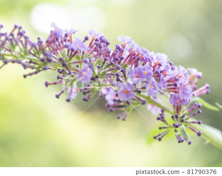 A world of colors that suits gardening [flowers and plants] 81790376