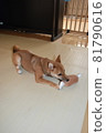 Mameshiba, 5 months old, playing with toys, lying down 81790616