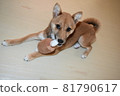 Mameshiba, 5 months old, playing with toys, looking up 81790617