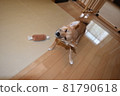 Mameshiba, 5 months old, puppy shaking after bath 81790618