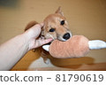 Mameshiba, 5 months old, puppy holding a toy, petting 81790619
