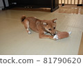 Mameshiba, 5 months old, excited puppy released from bath 81790620
