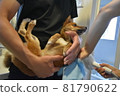 Mameshiba, 5 months old, puppy using hair dryer after bath, holding 81790622
