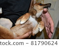 Mameshiba, 5 months old, puppy drying after bath, holding 81790624