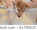 Mameshiba, 5 months old, puppy holding off on shower 81790625