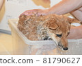Mameshiba, 5 months old, shower-proof puppy 81790627