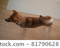 Mameshiba, 5 months old, puppy whose coat becomes shinier after a bath 81790628