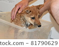 Mameshiba, 5 months old, puppy that freezes in shampoo 81790629