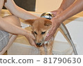 Mameshiba, 5 months old, puppy afraid of shower 81790630