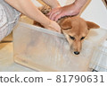 Mameshiba, 5 months old, puppy afraid of shower 81790631