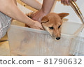 Mameshiba, 5 months old, puppy that can't wait to get shampoo 81790632