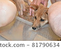 Mameshiba, 5 months old, puppy that is difficult to shampoo 81790634