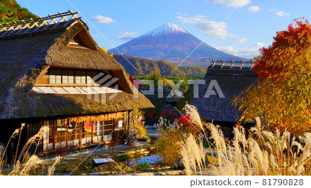 秋季,透過蒲葦和茅草屋頂,在療癒西湖的念場村看到白雪皚皚的富士山 秋季,透過蒲葦和茅草屋頂,在療癒西湖的念場村看到白雪皚皚的富士山 81790828