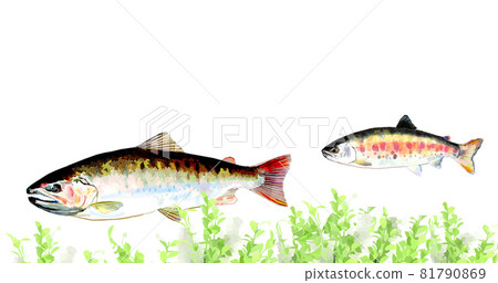 尺山母魚 81790869