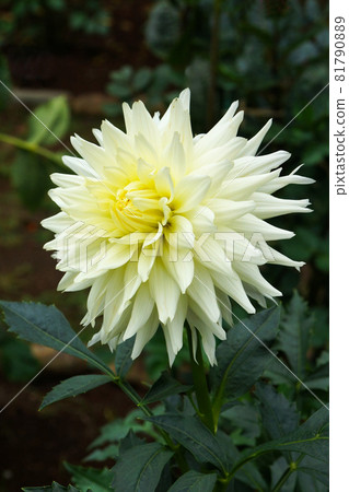 White dahlia White dahlia 81790889