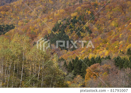 Autumn leaves of Jozankei Autumn leaves of Jozankei 81791007