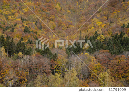 Autumn leaves of Jozankei Autumn leaves of Jozankei 81791009