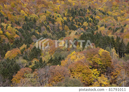 Autumn leaves of Jozankei Autumn leaves of Jozankei 81791011
