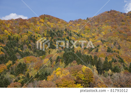 Autumn leaves of Jozankei Autumn leaves of Jozankei 81791012