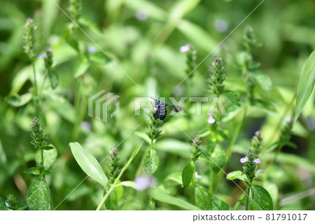 Blue bee that calls for happiness, Rurimon bee 81791017