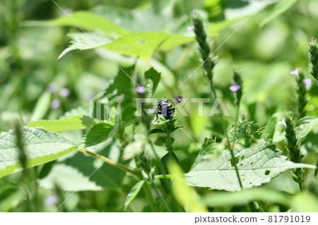 Blue bee that calls for happiness, Rurimon bee 81791019