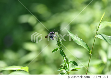 呼喚幸福的藍色蜜蜂 琉璃門蜜蜂 呼喚幸福的藍色蜜蜂 琉璃門蜜蜂 81791021