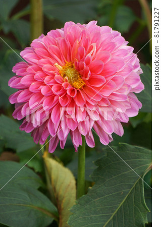 Pink Dahlia 81791227