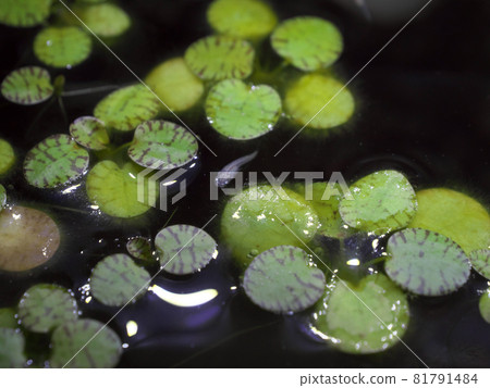 Medaka peeking out from among the floating plants 81791484