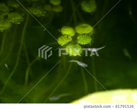 年輕的青鱂魚在水面上游泳 81791526