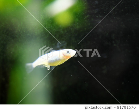 Medaka swimming with eggs 81791570