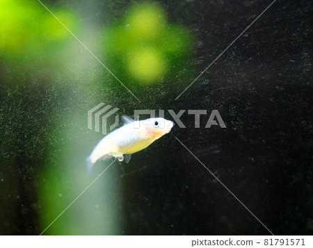 青鱂帶著蛋游泳 81791571