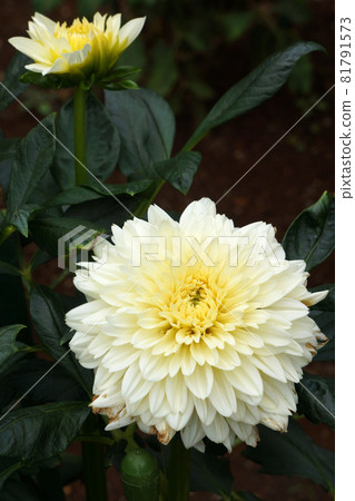 白色大麗花 81791573