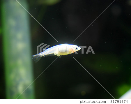 青鱂帶著蛋游泳 青鱂帶著蛋游泳 81791574