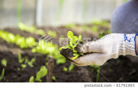 the hands of a gardener in household gloves plants seedlings of young plant sprouts in the ground in a greenhouse the hands of a gardener in household gloves plants seedlings of young plant sprouts in the ground in a greenhouse 81791983