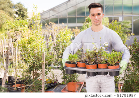 Man gardener is transplanting flowers in pots in orangery Man gardener is transplanting flowers in pots in orangery 81791987